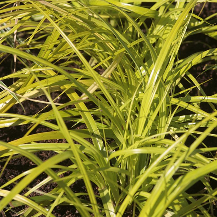 Carex oshimensis Everillo - Laîche d'Oshima (Feuillage)