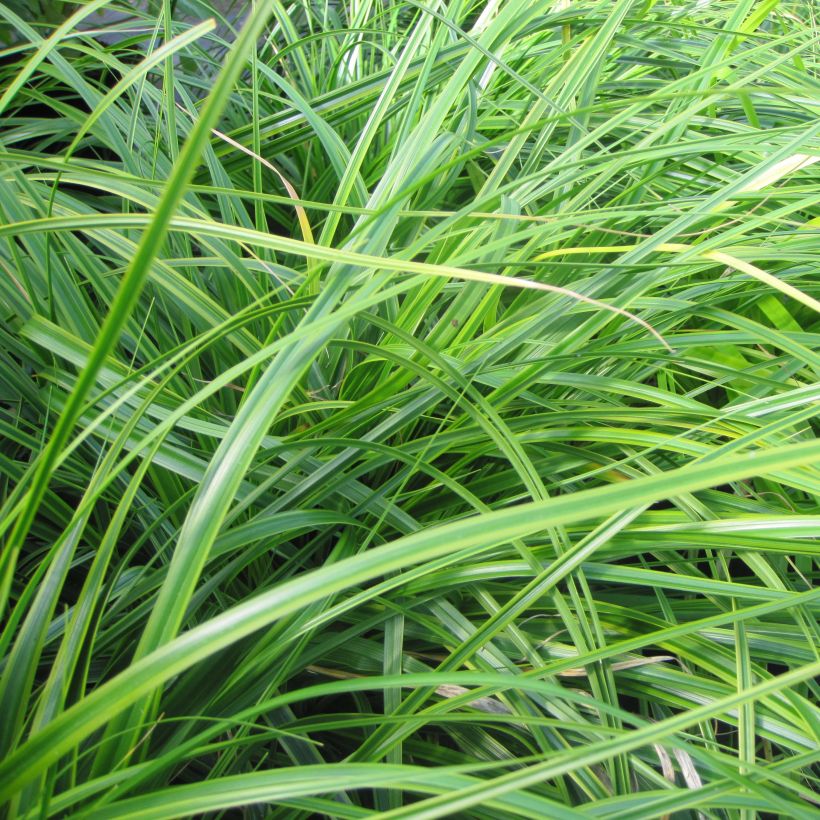 Carex oshimensis Everlime - Laîche d'Oshima  (Feuillage)