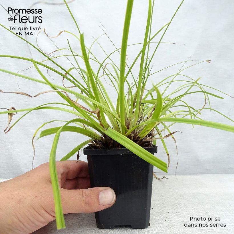Spécimen de Carex oshimensis Everlime - Laîche d'Oshima  Godet de 9cm tel que livré au printemps