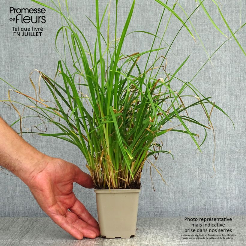 Spécimen de Carex oshimensis Everlime - Laîche d'Oshima  Godet de 8/9 cm tel que livré en été