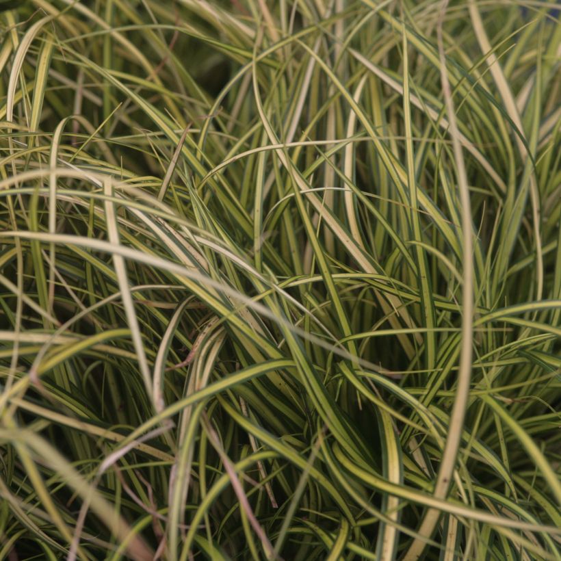 Carex oshimensis Eversheen - Laîche d'Oshima (Feuillage)