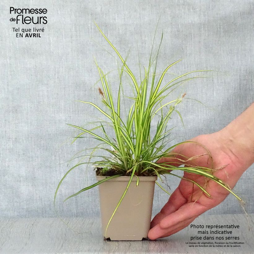 Spécimen de Carex oshimensis Eversheen - Laîche d'Oshima Godet de 9cm tel que livré au printemps