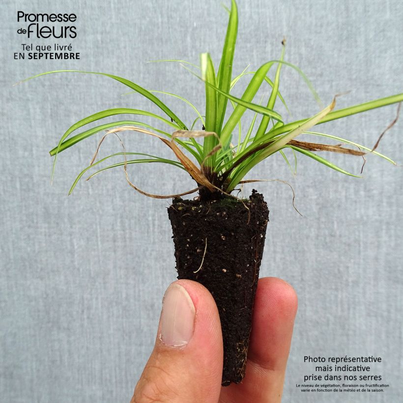 Spécimen de Carex oshimensis Eversheen - Laîche d'Oshima Mini-motte Ø 3/4 cm tel que livré en automne