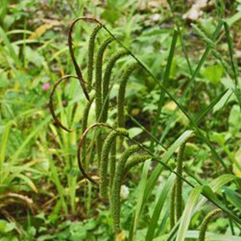 Carex pendula - Laîche pendante (Floraison)