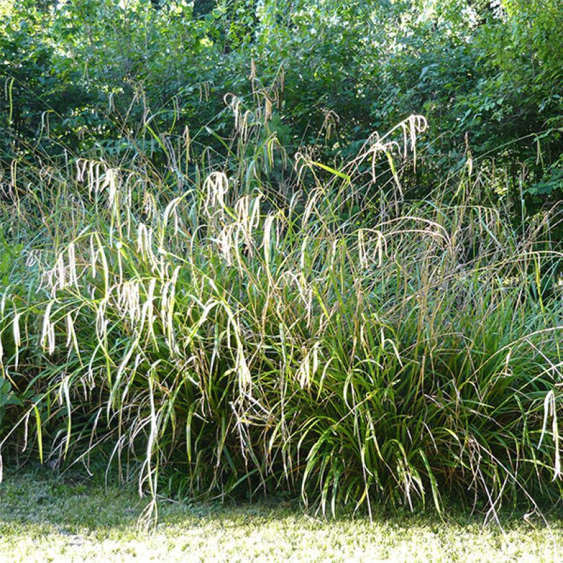 Carex pendula - Laîche pendante (Port)