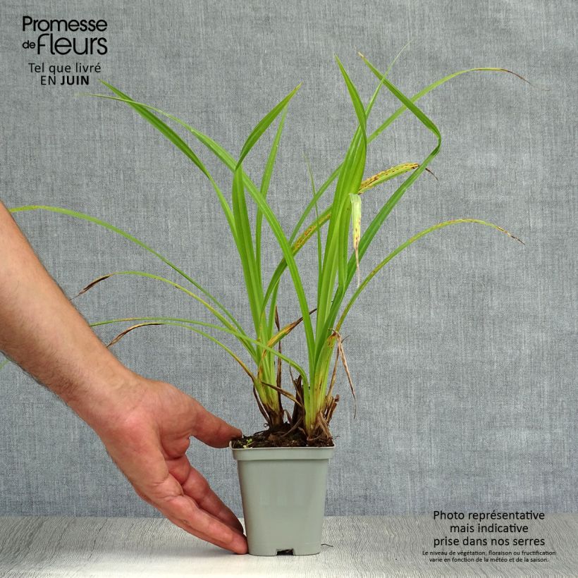 Spécimen de Carex pendula - Laîche pendante Godet de 8/9 cm tel que livré en été