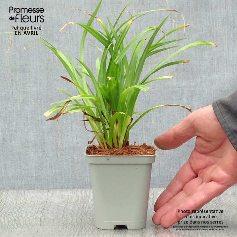 Spécimen de Carex pendula - Laîche pendante en godet de 9 cm tel que livré au printemps