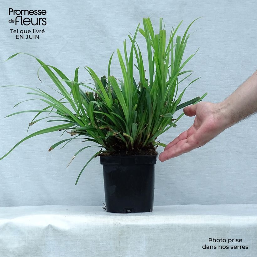 Spécimen de Carex pendula - Laîche pendante Pot de 2L/3L tel que livré en été