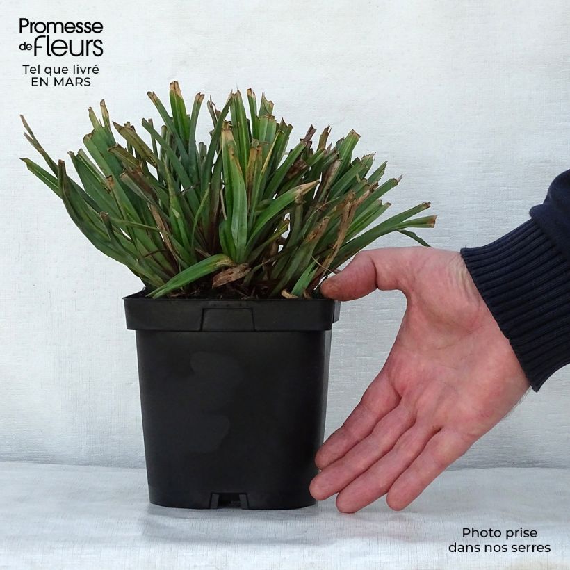 Spécimen de Carex pendula - Laîche pendante en pot de 2/3L tel que livré au printemps