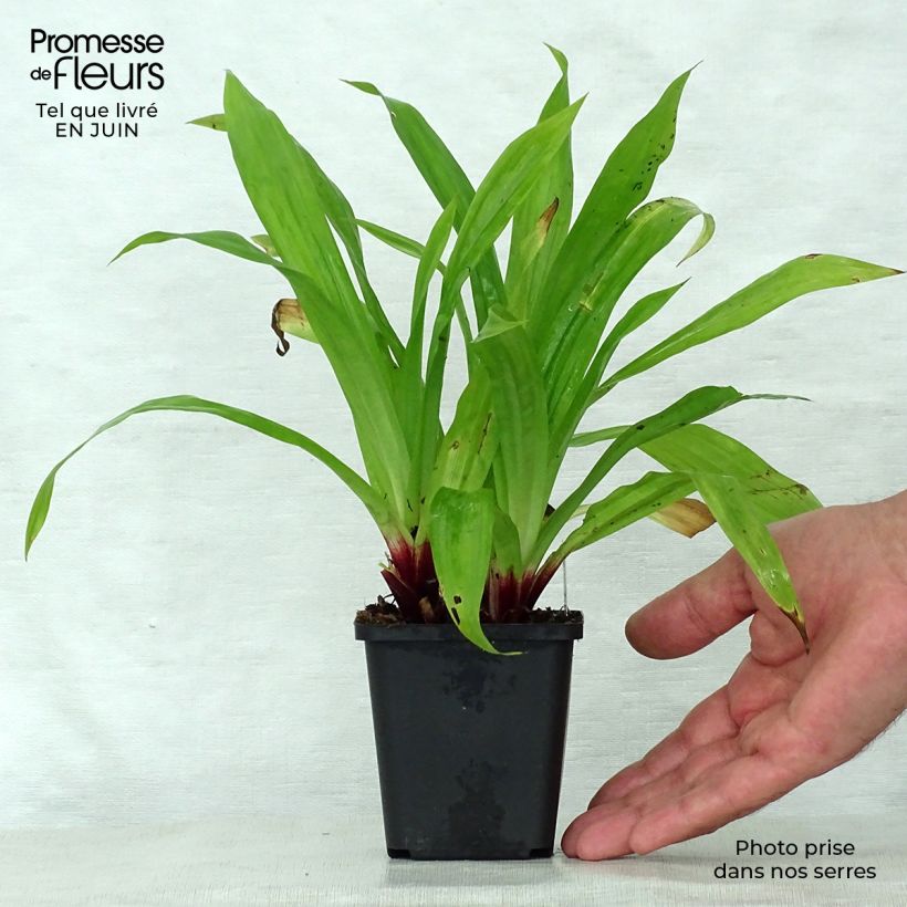 Spécimen de Carex plantaginea - Laîche à feuilles larges Godet de 8/9 cm tel que livré en été