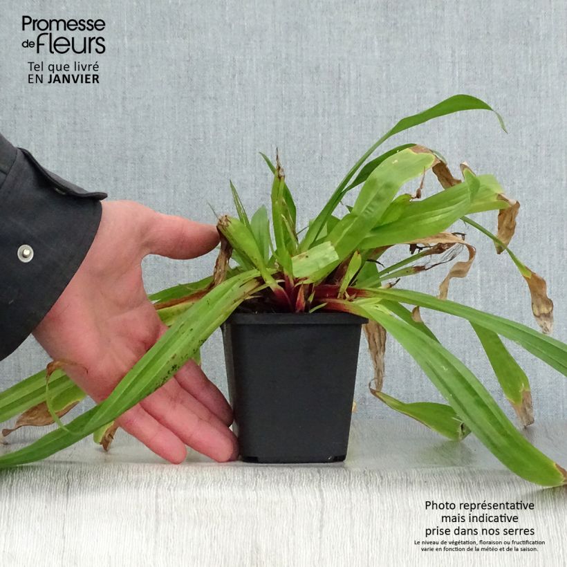 Spécimen de Carex plantaginea - Laîche à feuilles larges tel que livré en hiver