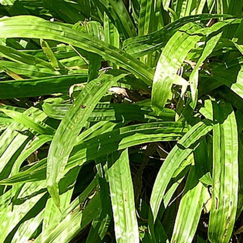 Carex plantaginea - Laîche à feuilles larges (Feuillage)