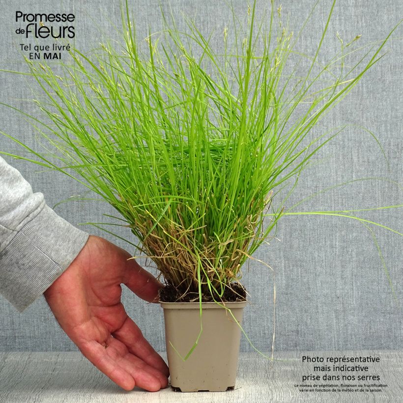 Spécimen de Carex remota - Laîche espacée Godet de 8/9 cm tel que livré au printemps