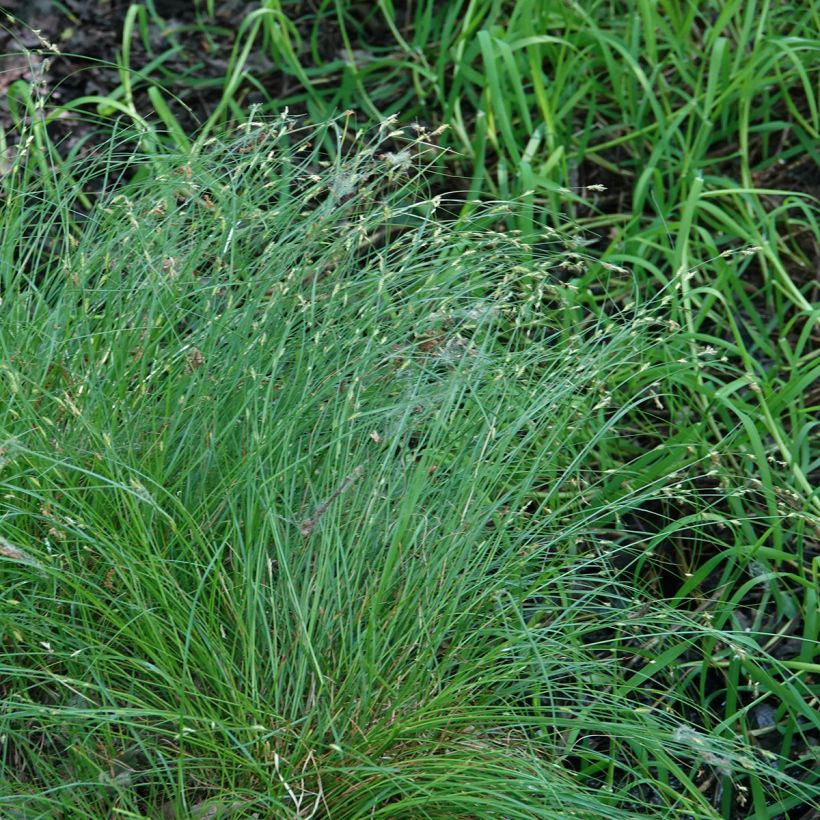 Carex remota - Laîche espacée (Port)