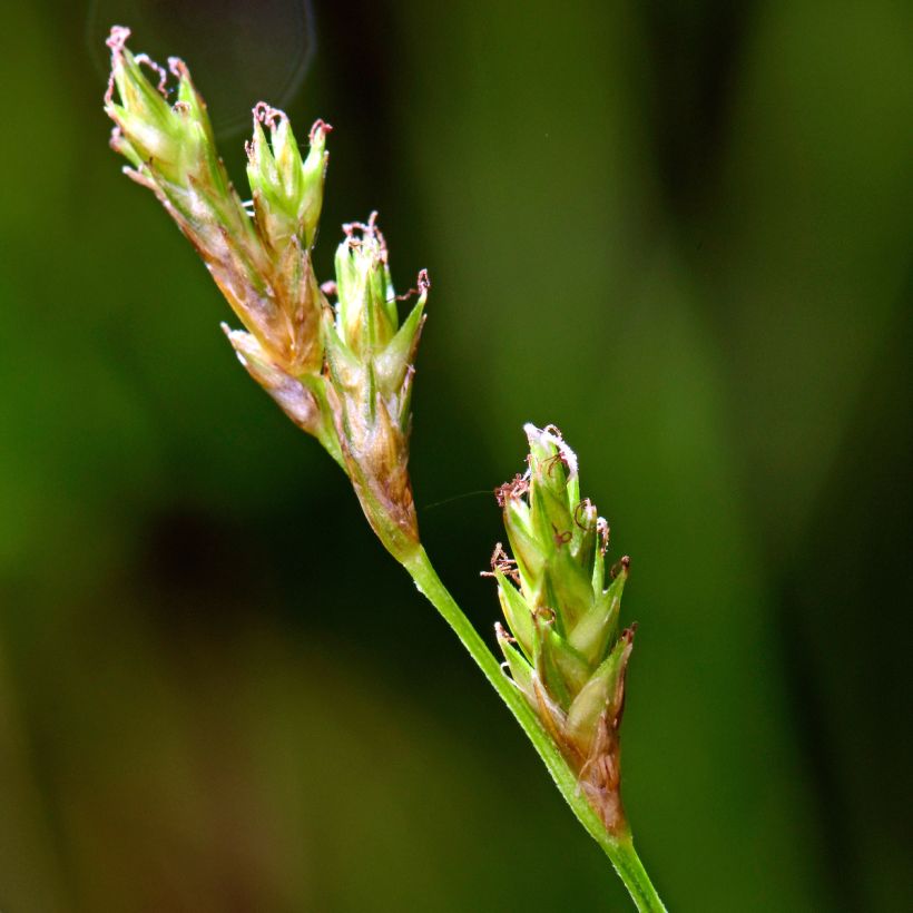 Carex remota - Laîche espacée (Floraison)