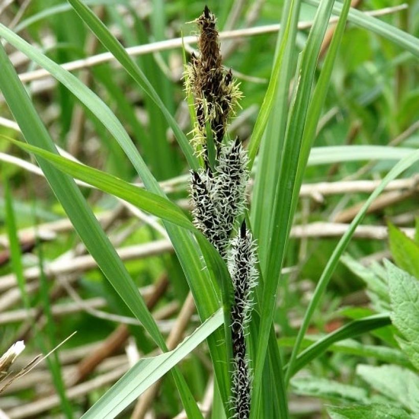 Laîche des rives (Floraison)