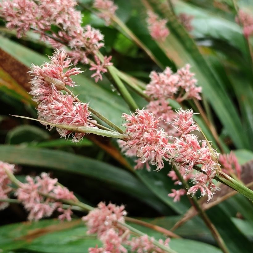 Carex scaposa - Laîche de Chine (Floraison)