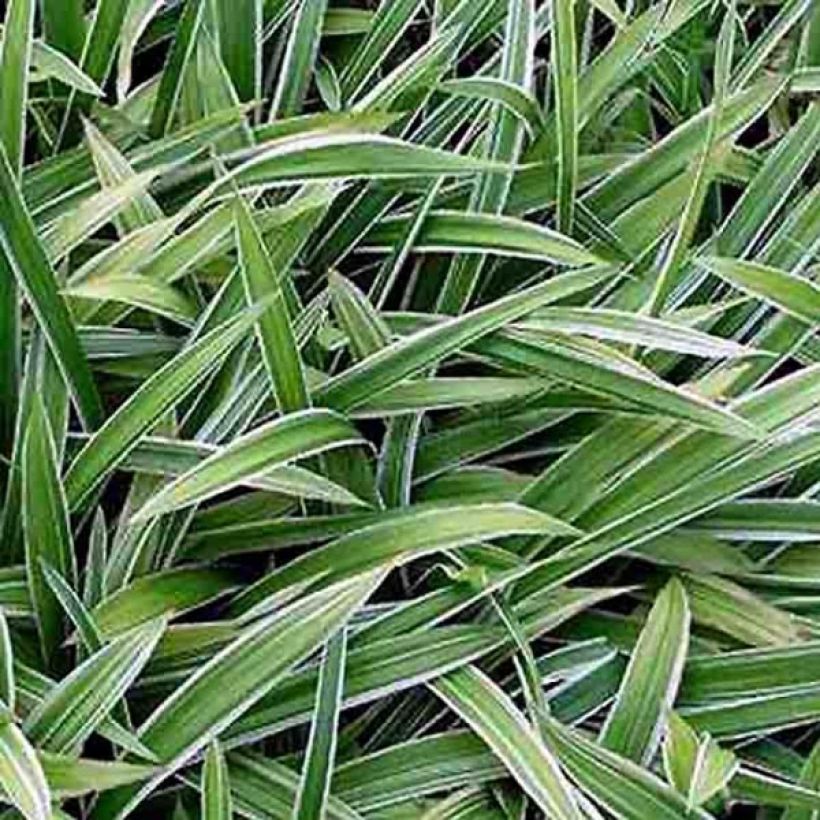 Carex siderosticha Variegata - Laîche (Feuillage)