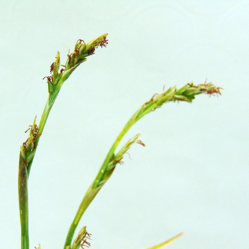Carex siderosticha Variegata - Laîche (Floraison)