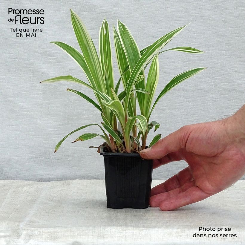 Spécimen de Carex siderosticha Variegata - Laîche Godet de 9cm tel que livré au printemps