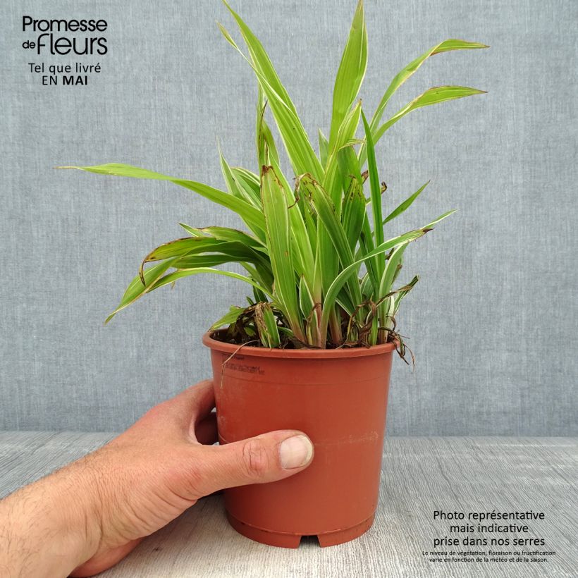 Spécimen de Carex siderosticha Variegata - Laîche en pot de 1L/1.5L tel que livré au printemps