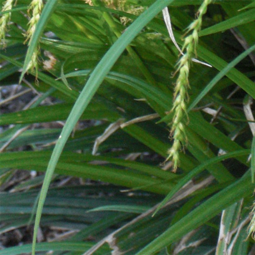 Carex sylvatica - Laîche des bois (Feuillage)