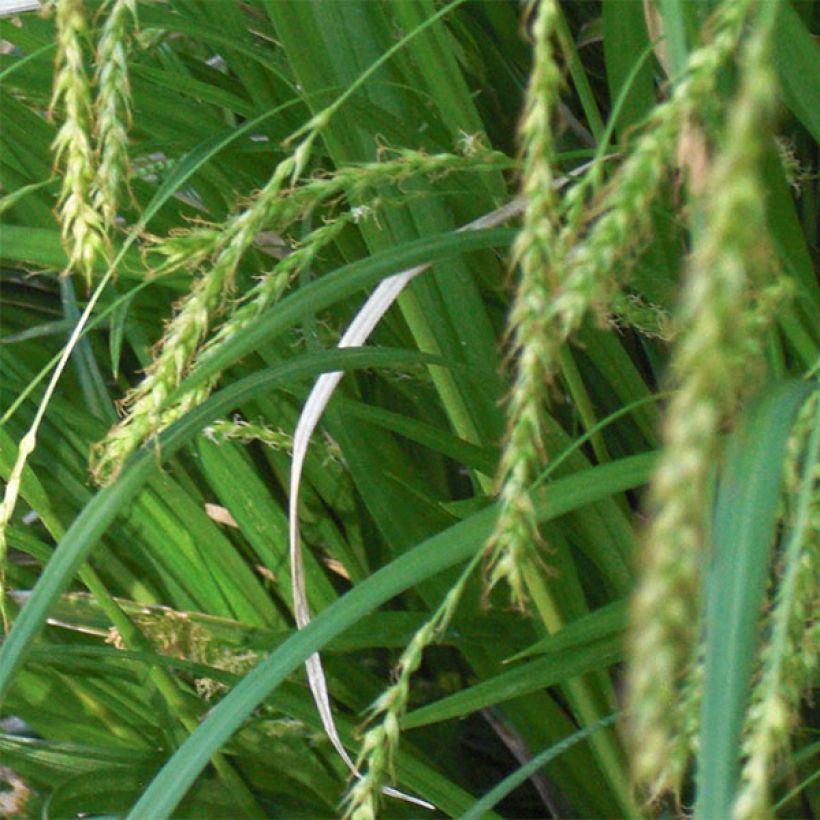 Carex sylvatica - Laîche des bois (Floraison)