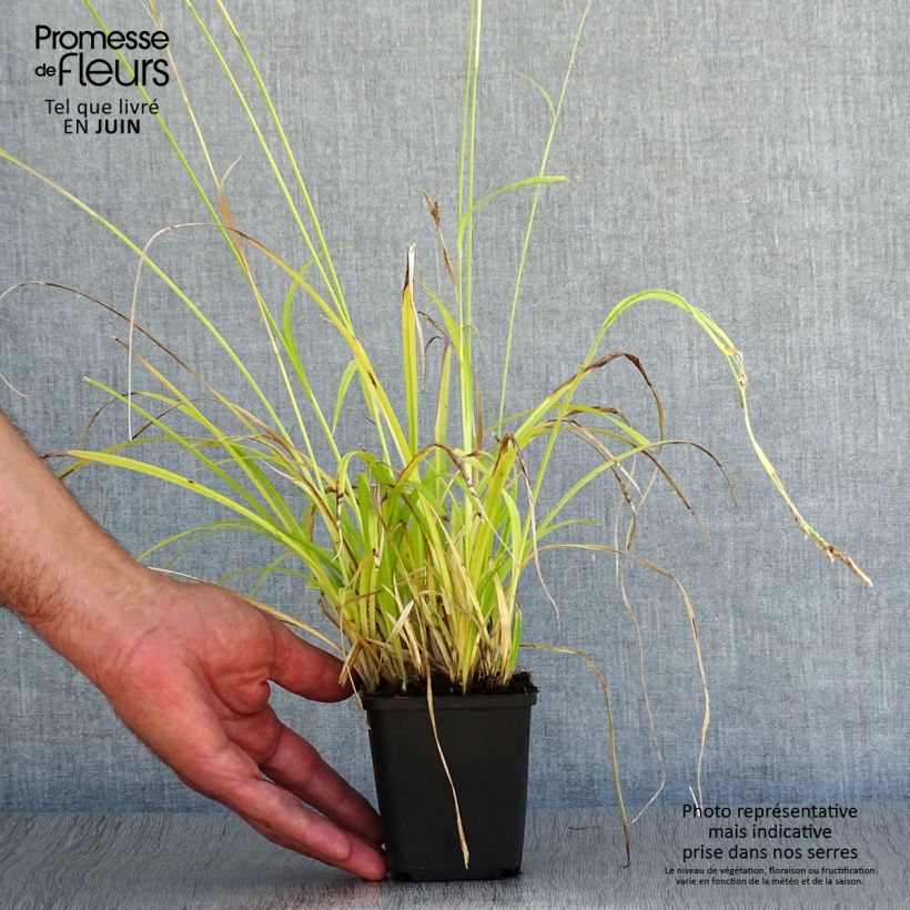 Spécimen de Carex sylvatica - Laîche des bois Godet de 8/9 cm tel que livré en été