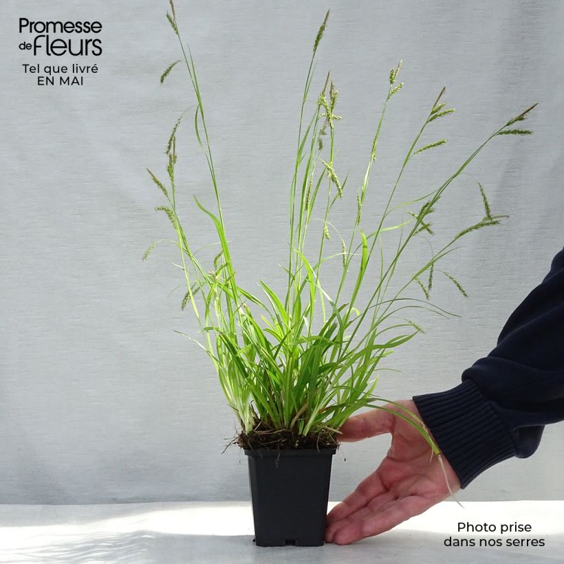 Spécimen de Carex sylvatica - Laîche des bois en godet de 9 cm tel que livré au printemps