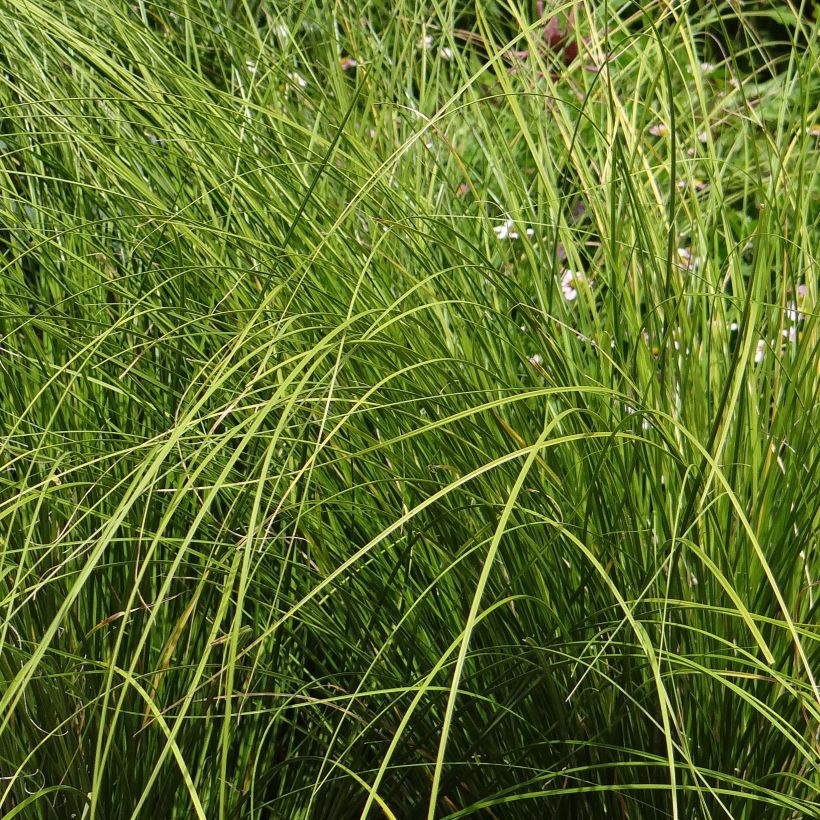 Carex testacea Lime Shine - Laîche (Feuillage)