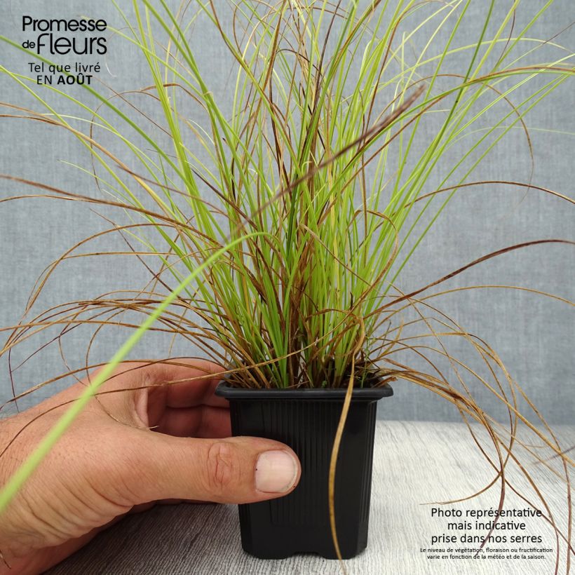 Spécimen de Carex testacea Lime Shine - Laîche Godet de 8/9 cm tel que livré en été