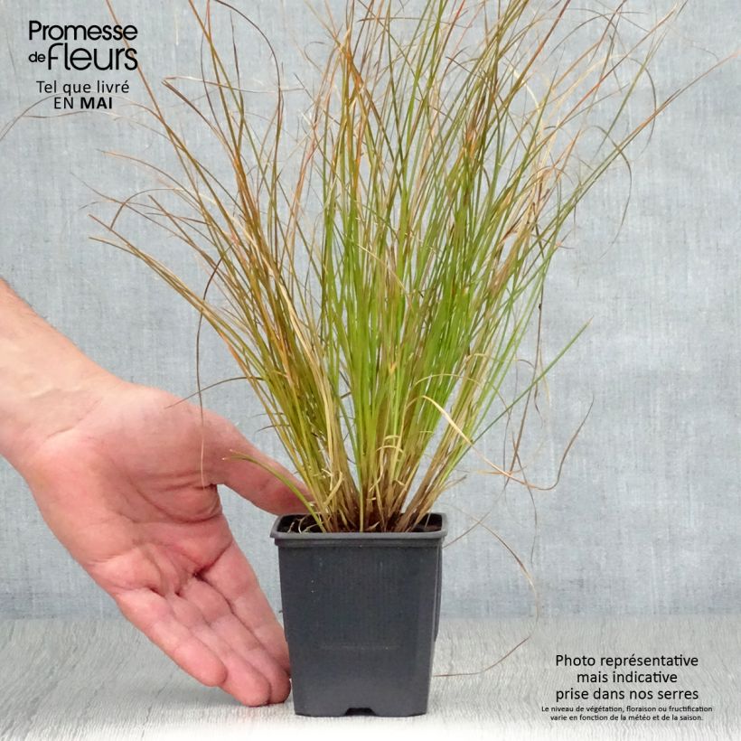 Spécimen de Carex testacea Lime Shine - Laîche en godet de 8 cm tel que livré au printemps