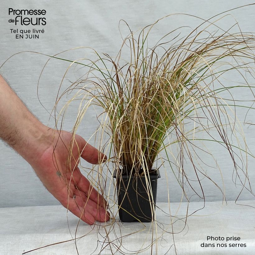 Spécimen de Carex testacea Prairie Fire - Laîche orange Godet de 8/9 cm tel que livré en été