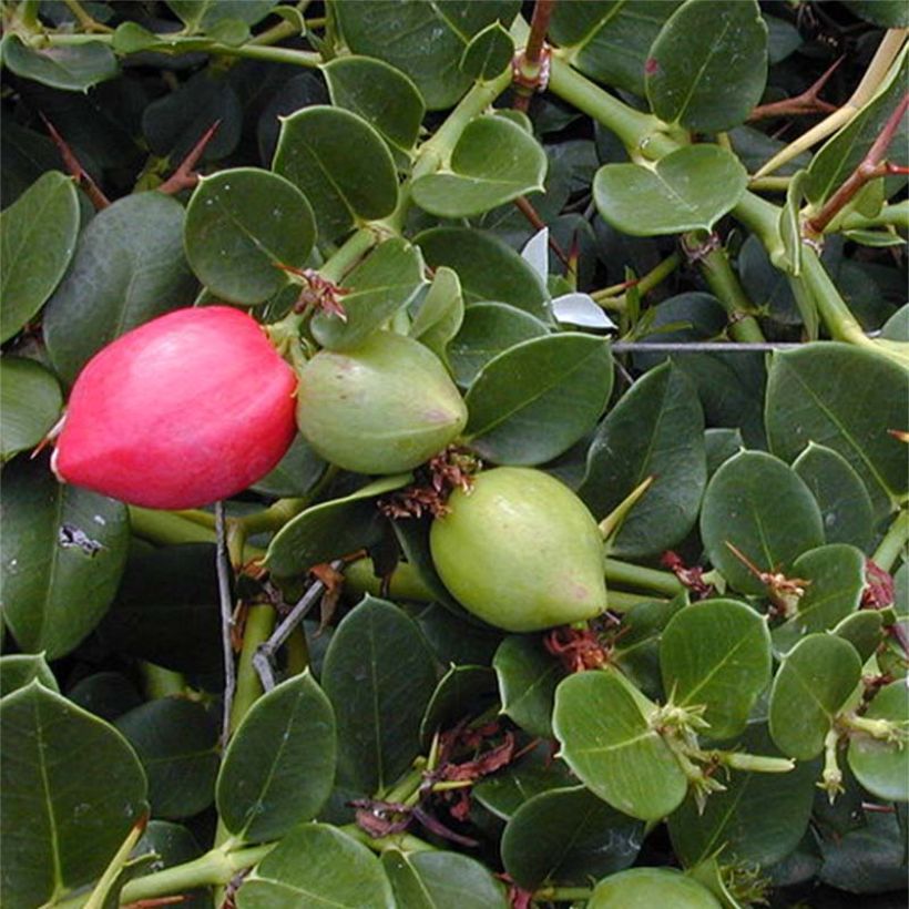 Carissa macrocarpa - Prunier du Natal (Feuillage)