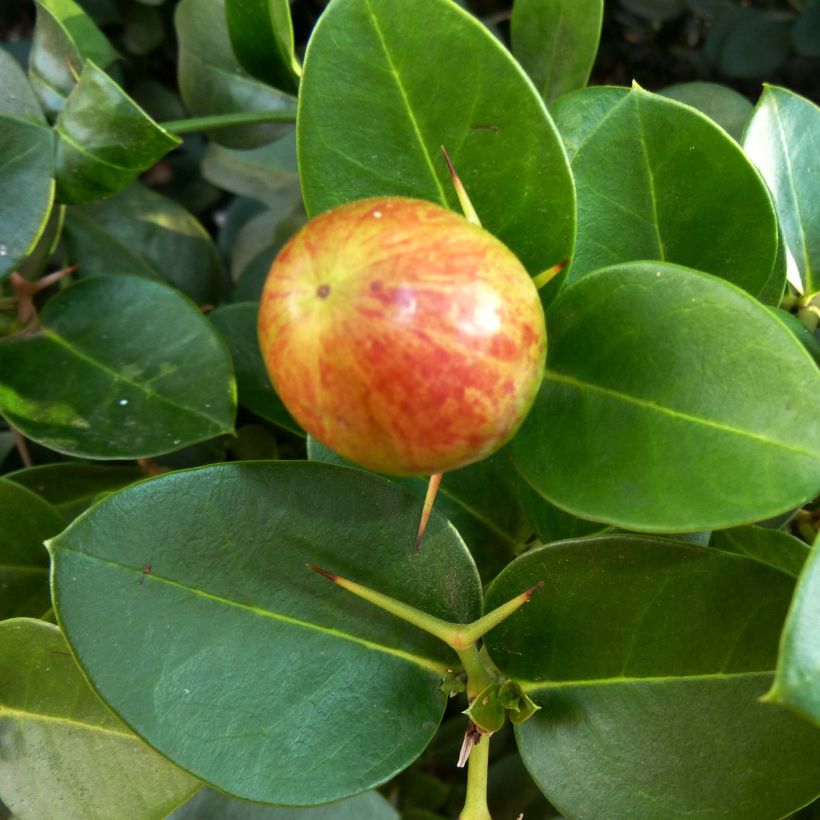Carissa macrocarpa - Prunier du Natal (Récolte)