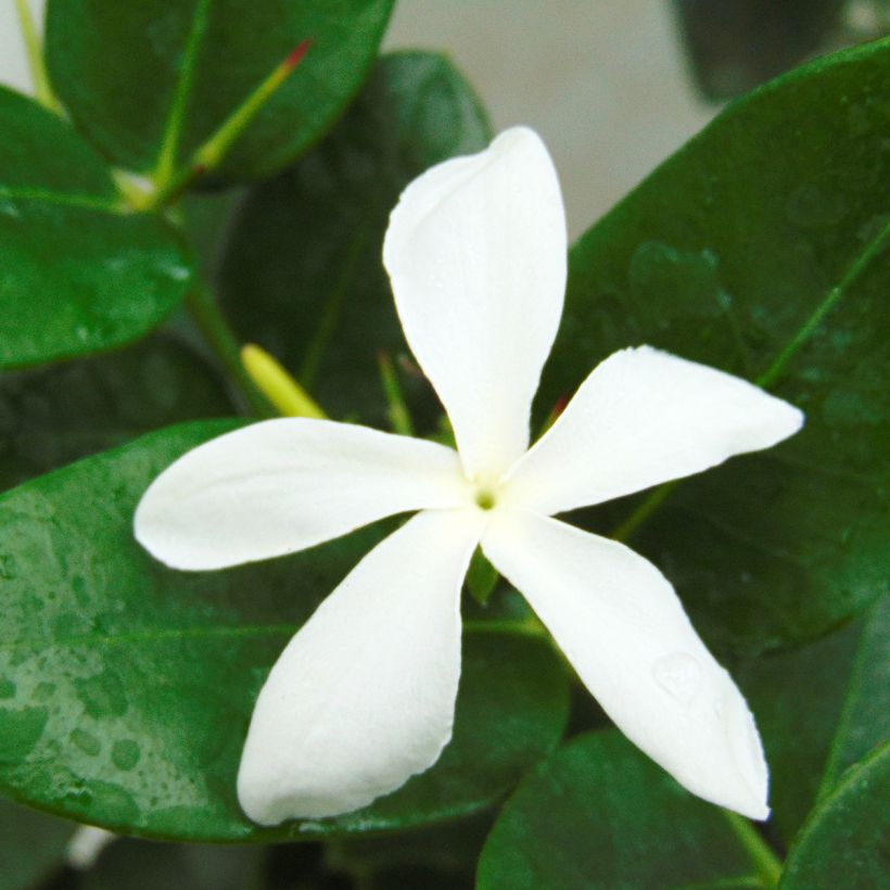 Carissa macrocarpa - Prunier du Natal (Floraison)