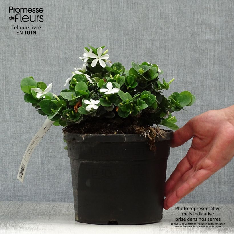 Spécimen de Carissa macrocarpa - Prunier du Natal Pot de 2L/3L tel que livré en été