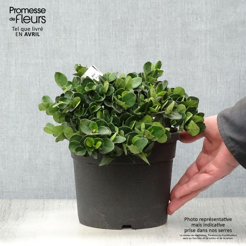 Spécimen de Carissa macrocarpa - Prunier du Natal en pot de 2L/3L tel que livré au printemps