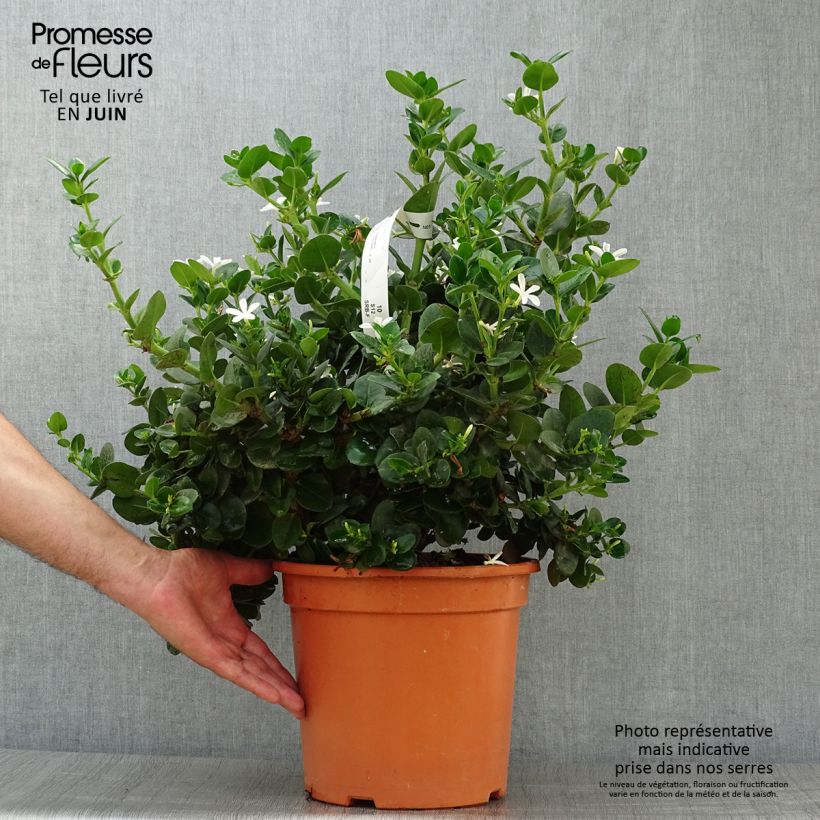 Spécimen de Carissa macrocarpa - Prunier du Natal Pot de 7,5L/10L tel que livré en été
