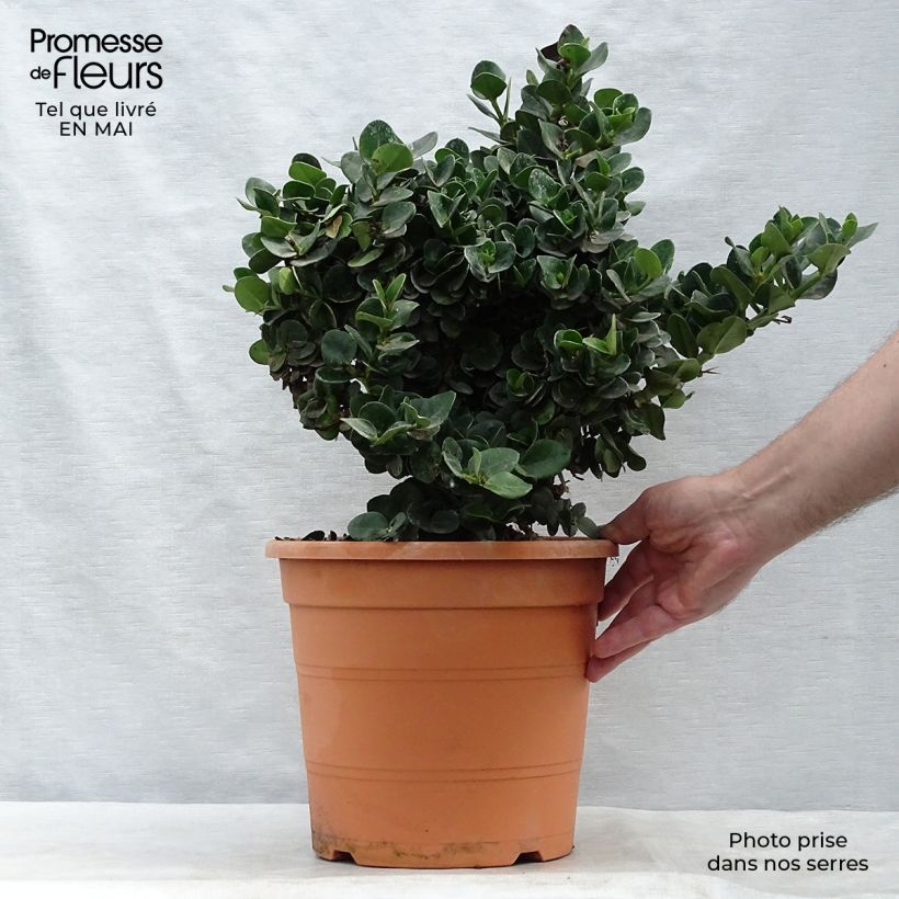 Spécimen de Carissa macrocarpa - Prunier du Natal en pot de 7,5L/10L tel que livré au printemps