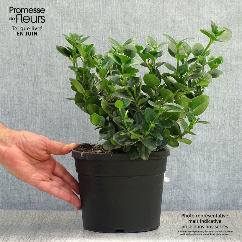 Spécimen de Carissa macrocarpa prostrata - Prunier du Natal en pot de 3.5L tel que livré en été