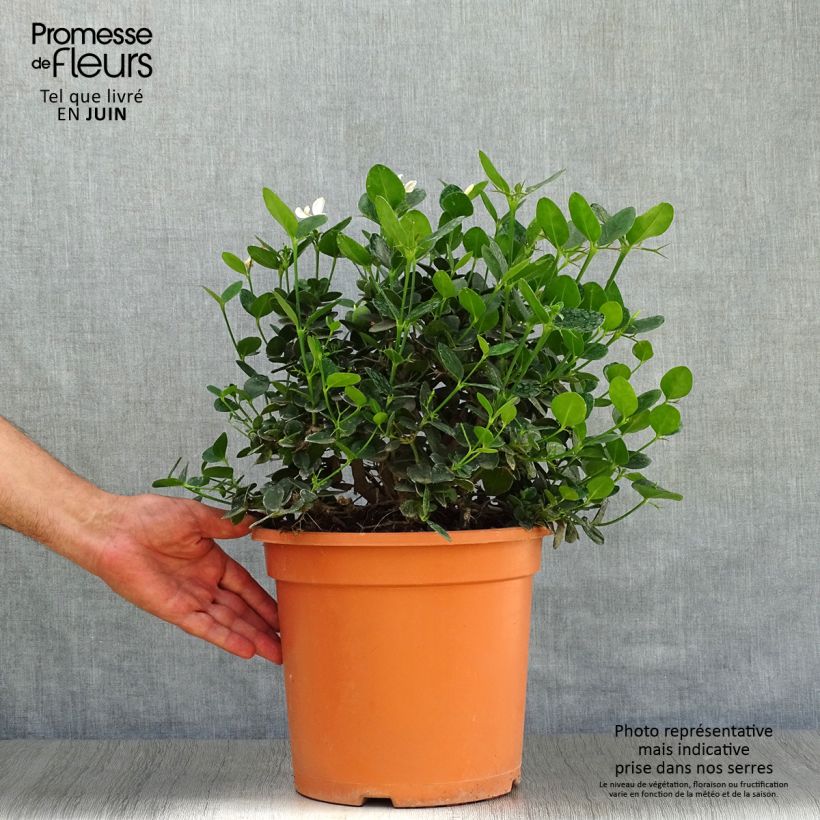 Spécimen de Carissa macrocarpa prostrata - Prunier du Natal en pot de 8L tel que livré en été