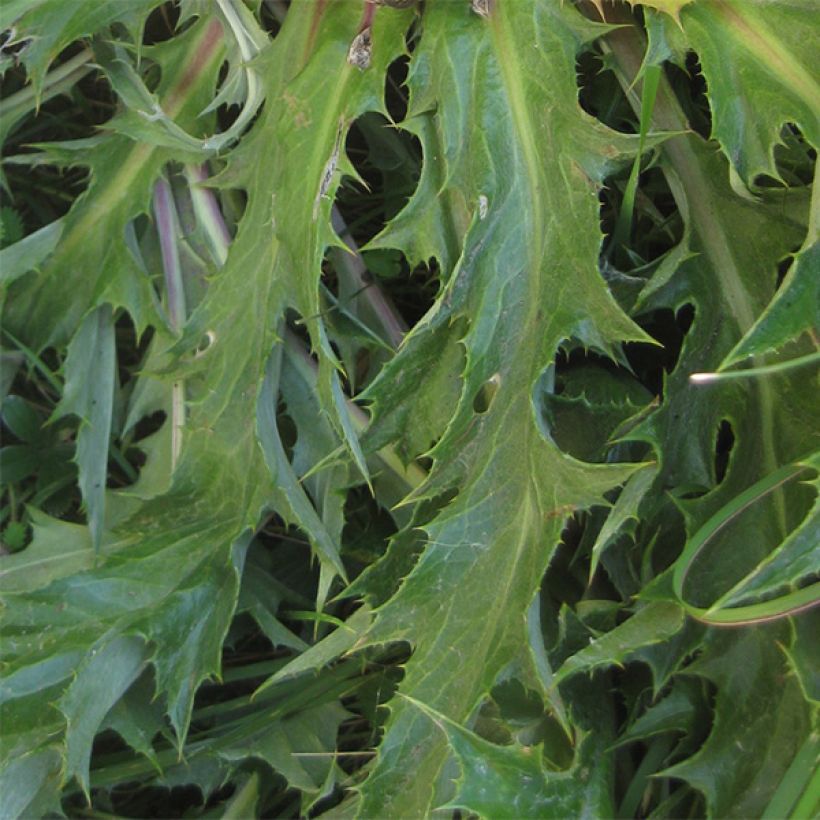 Carlina acanthifolia (Feuillage)