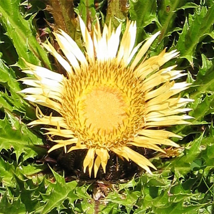 Carlina acanthifolia (Floraison)