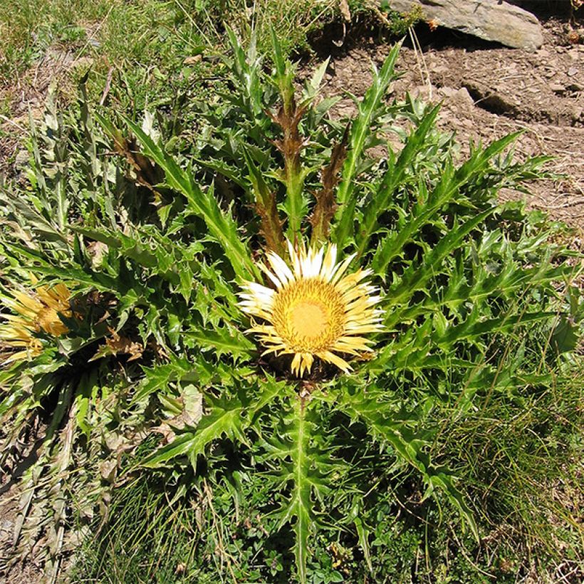 Carlina acanthifolia (Port)