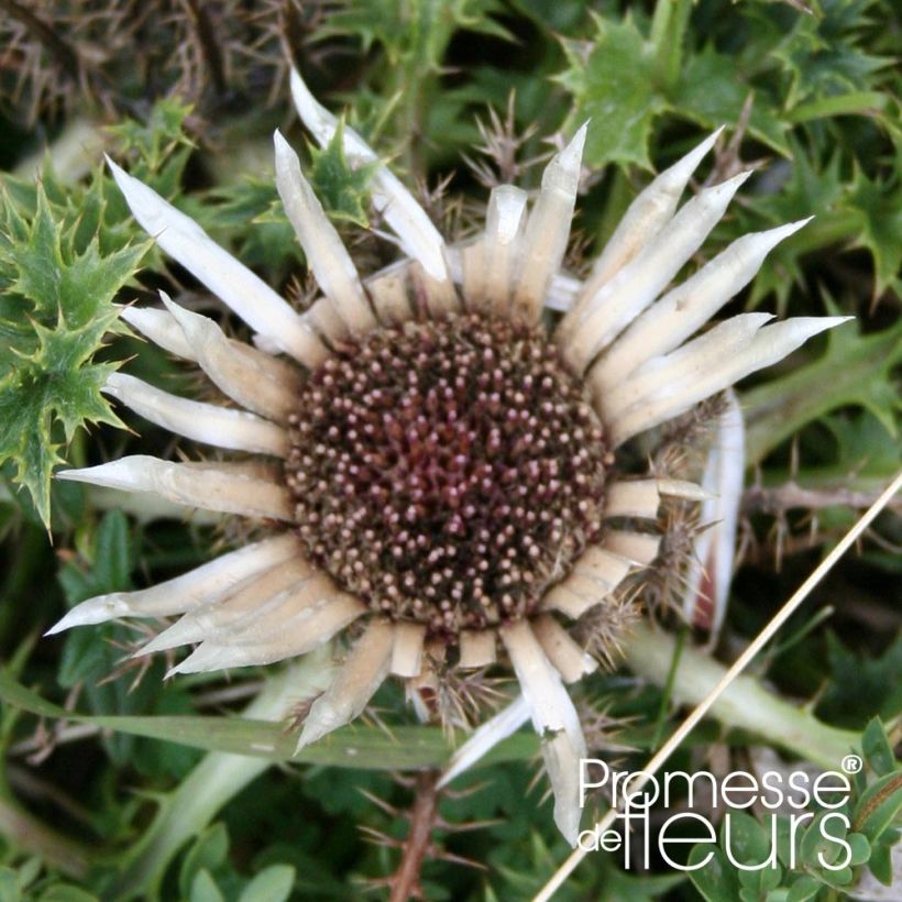Carlina acaulis ssp. simplex - Carline à tige courte, des Alpes (Floraison)