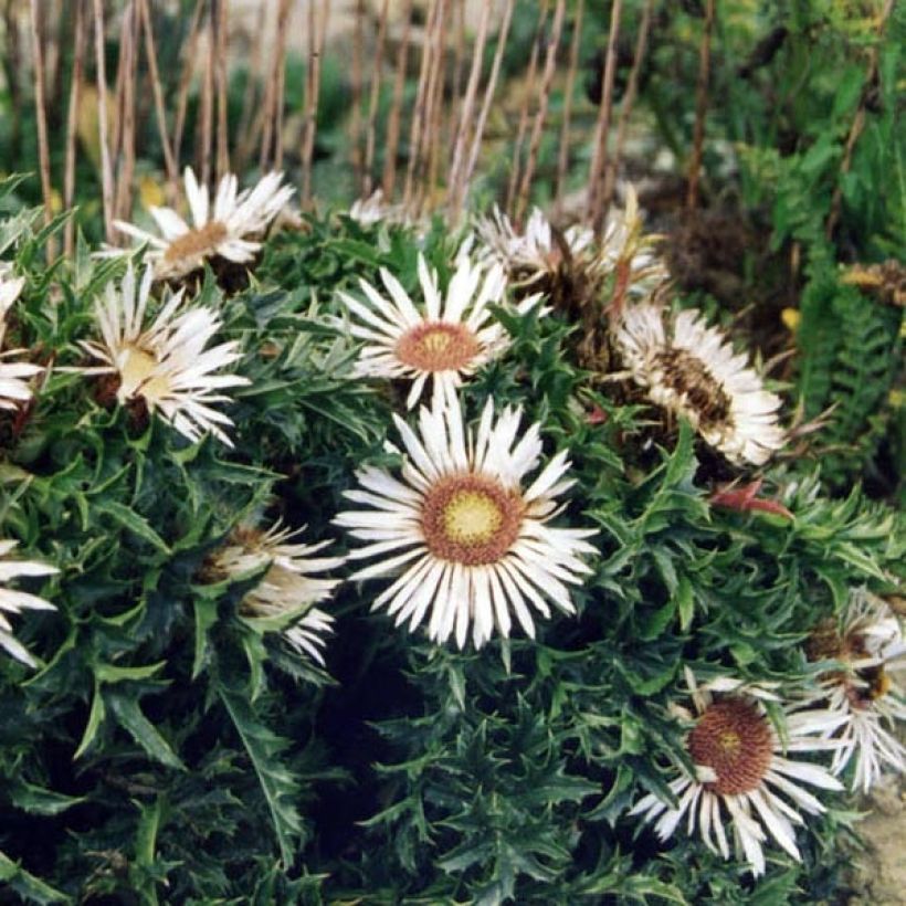 Carlina acaulis ssp. simplex - Carline à tige courte, des Alpes (Port)