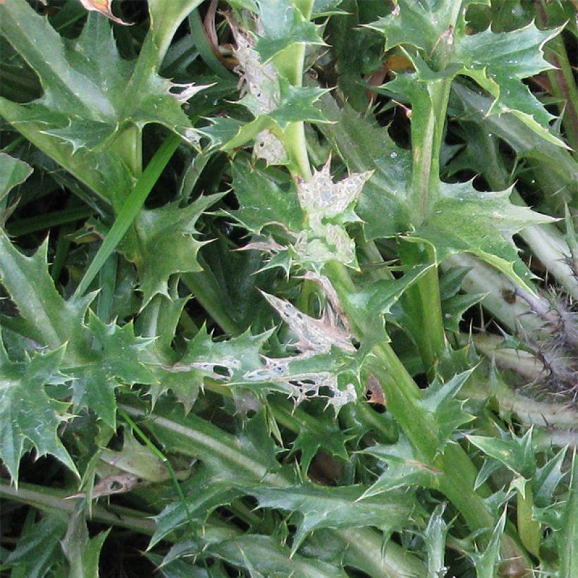 Carlina acaulis ssp. simplex Bronze - Carline des Alpes (Feuillage)