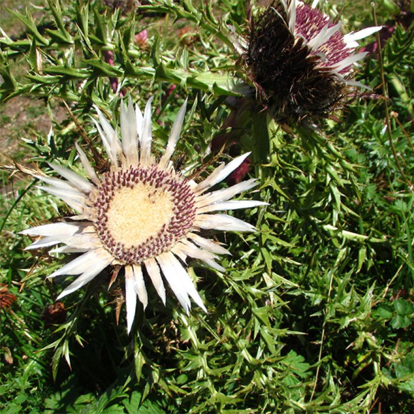 Carlina acaulis ssp. simplex Bronze - Carline des Alpes (Floraison)