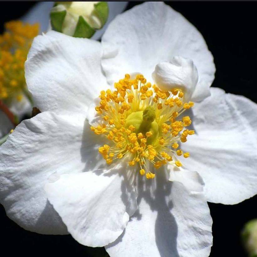 Carpenteria californica Bodnant - Carpentière de Californie (Floraison)